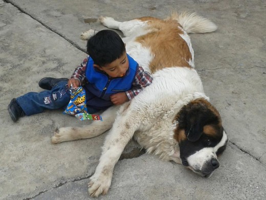 mi pequeño bb y su mascota jiji ya se canso de jugar 